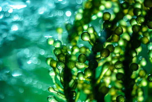 Macro & Microalgae